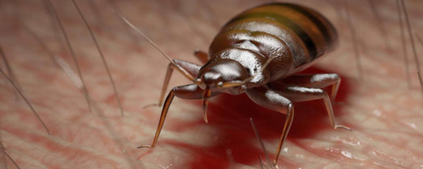 débarrasser des insectes